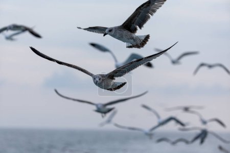 Téléchargez les photos : A group of seabirds follow a boat - en image libre de droit