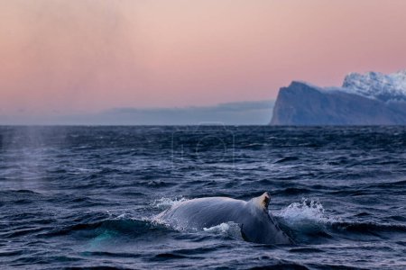 Photo for Humpback whale swimming in a Norwegian fjord - Royalty Free Image