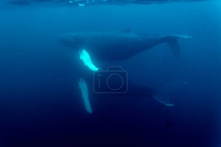 Téléchargez les photos : Two humpback whales swim side by side - en image libre de droit