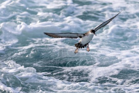Foto de A little penguin lands on the water - Imagen libre de derechos
