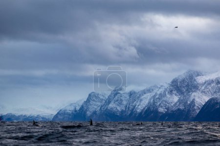 Téléchargez les photos : Group of orcas swimming in winter in a Norwegian fjord - en image libre de droit