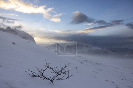 Photo for Snow is blown by a wind gust - Royalty Free Image