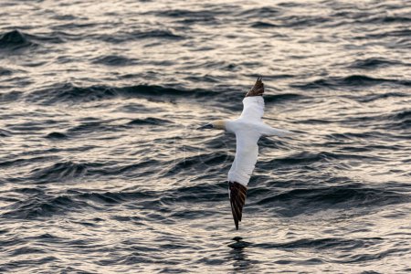 Foto de A northern gannet flies over the water - Imagen libre de derechos