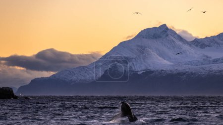 Photo for A whale strikes its tail on the surface of the water - Royalty Free Image