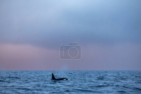 Foto de A killer whale breathes at the surface by blowing - Imagen libre de derechos