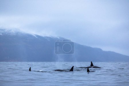 Téléchargez les photos : Group of orcas swimming in winter in a Norwegian fjord - en image libre de droit