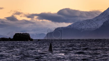 Téléchargez les photos : Killer whale dorsal fin in a Norwegian fjord at sunset - en image libre de droit