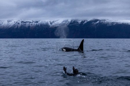 Foto de Un nadador nada junto a una orca en la superficie - Imagen libre de derechos