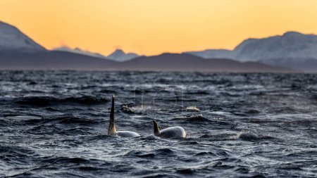 Téléchargez les photos : Two orcas swim in a Norwegian fjord at sunset - en image libre de droit