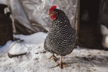Foto de Barred Rock chicken in winter - Imagen libre de derechos