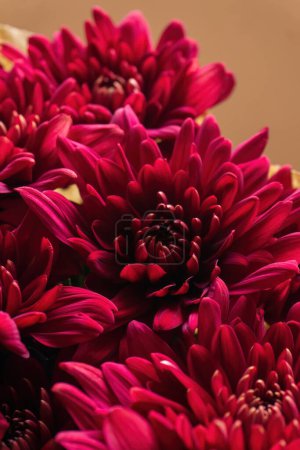 Téléchargez les photos : Burgundy chrysanthemum flowers bouquet close-up - en image libre de droit