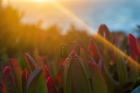 Foto de Multi-colored succulent Carpobrotus chilensis leaPJWUOI230123-40146_MR.jpgves in sunset rays close up - Imagen libre de derechos