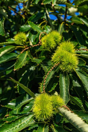 Téléchargez les photos : Branches of sweet edible chestnut with green cupules on a sunny day - en image libre de droit