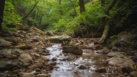 Téléchargez les photos : Quiet river in dense forest - en image libre de droit