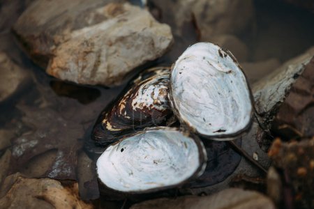 Photo for Mussel shells on shore of freshwater pond - Royalty Free Image