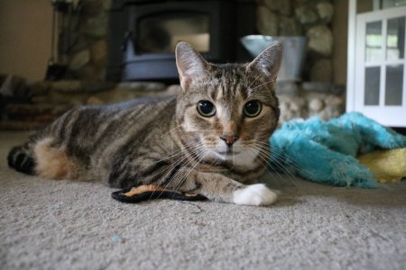 Foto de Cat lays near fireplace with toys - Imagen libre de derechos