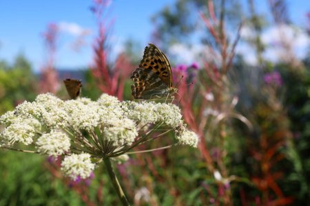 Téléchargez les photos : A butterfly sits on a hogweed close-up - en image libre de droit