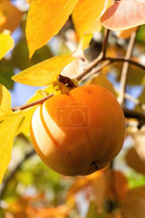 Téléchargez les photos : Ripe persimmons on a branch on a sunny day - en image libre de droit