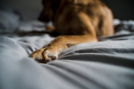 Foto de Close-up of Brown Hound Dog Paw on Gray Bed - Imagen libre de derechos