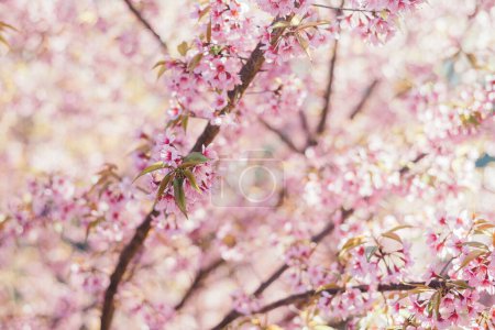 Photo for Full blooming of Cherry Blossom flowers - Royalty Free Image