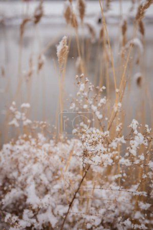 Téléchargez les photos : Dried Beige Grass Foliage with Snow Falling in Winter Near Lake - en image libre de droit