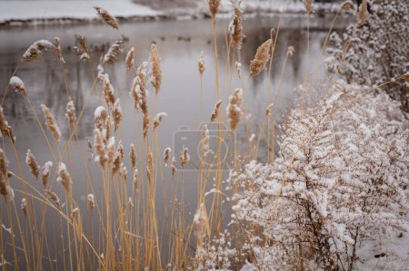 Photo for Close Up of Dried Beige Pampas Grass in Winter Near Lake - Royalty Free Image