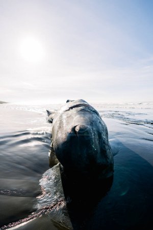 Téléchargez les photos : Full length view of a deceased sperm whale on the Oregon coast - en image libre de droit