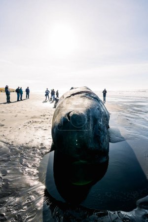 Foto de Wide angle view of people viewing a dead sperm whale - Imagen libre de derechos