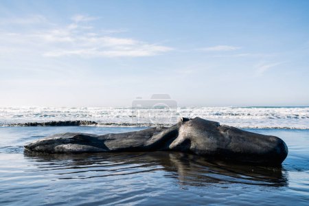 Téléchargez les photos : Full length view of a washed up grey whale on the Oregon coast - en image libre de droit