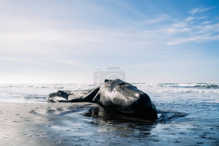 Foto de Wide view of a washed up sperm whale on the Pacific coast - Imagen libre de derechos
