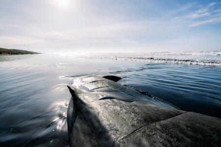 Téléchargez les photos : Close up view of a deceased sperm whale with necropsy marks - en image libre de droit