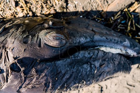 Téléchargez les photos : Closeup view of a deceased gray whale calf on the Oregon coast - en image libre de droit
