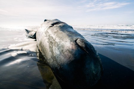 Téléchargez les photos : Wide angle view of a washed up sperm whale on the Pacific coast - en image libre de droit