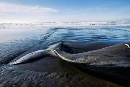 Photo for Cropped view of the tail of a large sperm whale on the Oregon coast - Royalty Free Image
