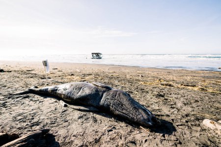 Téléchargez les photos : Wide angle view of a washed up gray whale calf on the Oregon coast - en image libre de droit