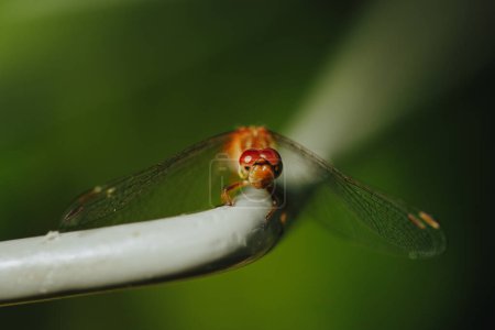 Téléchargez les photos : Gros plan d'une libellule - en image libre de droit