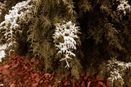 Téléchargez les photos : Snow covered Cedar Tree for Winter - en image libre de droit