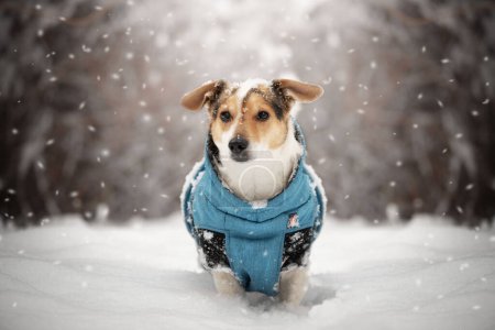 Téléchargez les photos : Portrait of a dog in winter clothes. - en image libre de droit