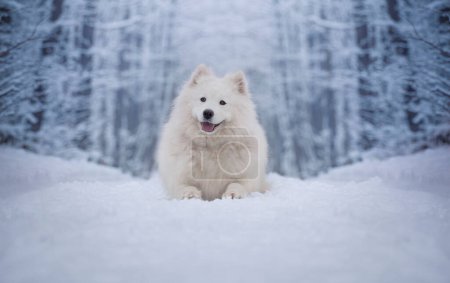 Téléchargez les photos : Samoyed female. A dog lying in a snowy landscape. - en image libre de droit