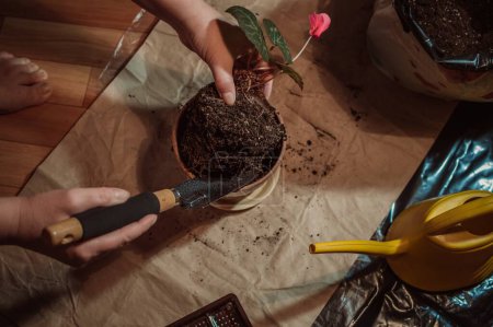 Téléchargez les photos : Cyclamen roots in ground, taken out of pot when transplanting - en image libre de droit