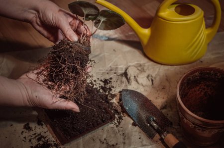 Téléchargez les photos : Cyclamen roots in ground, taken out of pot when transplanting - en image libre de droit