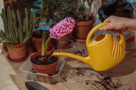 Watering blooming lilac hyacinth in plastic pot