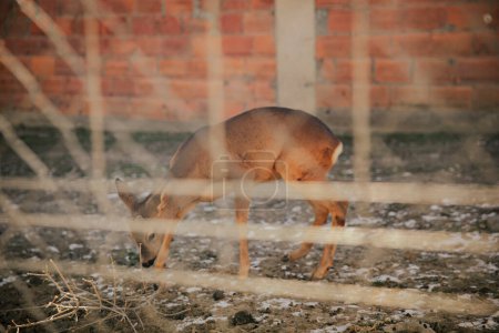 Téléchargez les photos : Small deer locked behind a fence - en image libre de droit