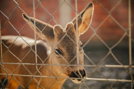 Foto de Small deer locked behind a fence looking sadly at camera - Imagen libre de derechos