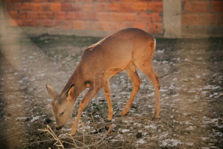 Foto de Small deer locked behind a fence - Imagen libre de derechos