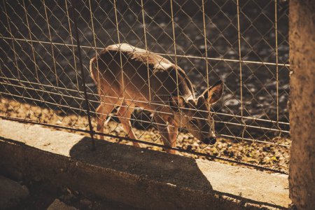 Foto de Small deer locked behind a fence - Imagen libre de derechos