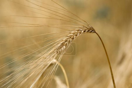 Téléchargez les photos : Golden ears of wheat against the background of a field - en image libre de droit