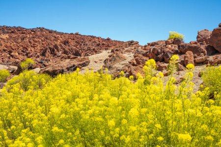 Téléchargez les photos : Paysage volcanique avec des roches et des plantes jaunes endémiques _ Minas de - en image libre de droit