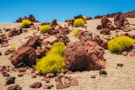 Téléchargez les photos : Volcanic landscape with rocks and yellow endemic plants_Minas de - en image libre de droit