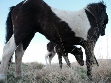 Foto de Yegua y potro de caballo islandés - Imagen libre de derechos
